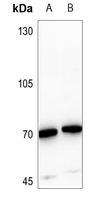 1 - Anti-TAU (Phospho-T529) Antibody AP60026