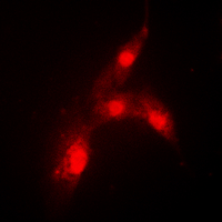 3 - Anti-MDM2 (Phospho-S166) Antibody AP60027