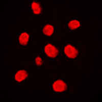 3 - Anti-MEKK3 Antibody AP60029