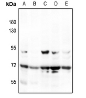 1 - Anti-MEKK3 Antibody AP60029