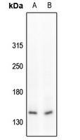1 - Anti-c-Met (Phospho-Y1234) Antibody AP60030