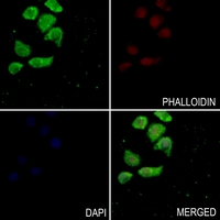 3 - Anti-MNDA Antibody AP60032