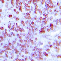 19 - Anti-MNDA Antibody AP60032