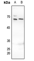 1 - Anti-MUTYH Antibody AP60033