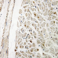 19 - Anti-MYF6 Antibody AP60034