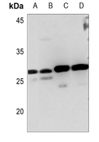 1 - Anti-MYF6 Antibody AP60034