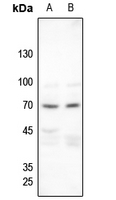 1 - Anti-Merlin (Phospho-S518) Antibody AP60036