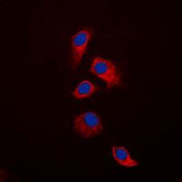3 - Anti-Osteoprotegerin Antibody AP60037