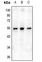 1 - Anti-Osteoprotegerin Antibody AP60037
