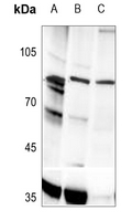 1 - Anti-PLA2G4A (Phospho-S505) Antibody AP60038