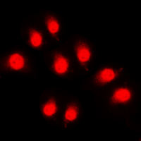 3 - Anti-Rpb1 CTD (Phospho-S1619) Antibody AP60040