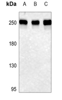 1 - Anti-Rpb1 CTD (Phospho-S1619) Antibody AP60040
