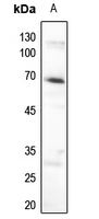1 - Anti-AMPK alpha 1 (Phospho-S496) Antibody AP60041
