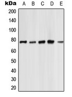1 - Anti-PKC zeta Antibody AP60043