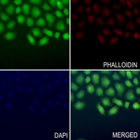 3 - Anti-ERK2 Antibody AP60044