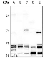 1 - Anti-ERK2 Antibody AP60044