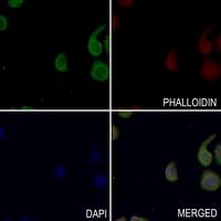 3 - Anti-MKK2 (Phospho-T394) Antibody AP60045