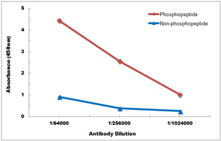 10 - Anti-SHPTP2 (Phospho-Y542) Antibody AP60046