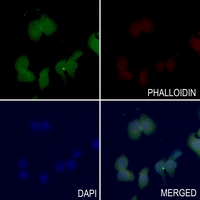 3 - Anti-SHPTP2 (Phospho-Y542) Antibody AP60046