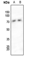 1 - Anti-SHPTP2 (Phospho-Y542) Antibody AP60046