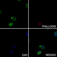 3 - Anti-Paxillin (Phospho-Y118) Antibody AP60047