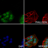 3 - Anti-SRSF7 Antibody AP60049