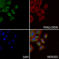 3 - Anti-GLUT4 Antibody AP60050