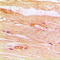 19 - Anti-GLUT4 Antibody AP60050