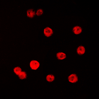 3 - Anti-SP1 Antibody AP60052