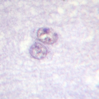 19 - Anti-SP1 Antibody AP60052