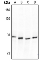 1 - Anti-SP1 Antibody AP60052