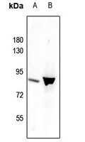 1 - Anti-STAT3 (Phospho-Y705) Antibody AP60054