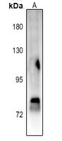 1 - Anti-STAT4 (Phospho-Y693) Antibody AP60055