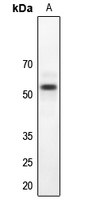 1 - Anti-LKB1 Antibody AP60058