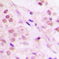 19 - Anti-TCEB3 Antibody AP60059