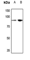 1 - Anti-TCEB3 Antibody AP60059