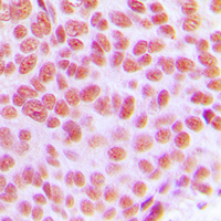 19 - Anti-AP2 gamma Antibody AP60060