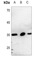 1 - Anti-CD90 Antibody AP60062