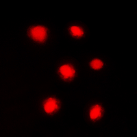 3 - Anti-Histone H4 (Phospho-S47) Antibody AP60064
