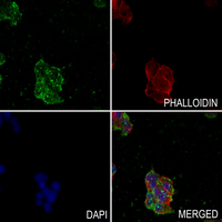 3 - Anti-VASP (Phospho-S157) Antibody AP60067