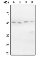 1 - Anti-VASP (Phospho-S157) Antibody AP60067