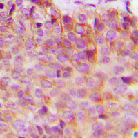 19 - Anti-14-3-3 eta Antibody AP60068