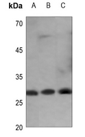 1 - Anti-14-3-3 eta Antibody AP60068