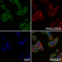 3 - Anti-NCOA4 Antibody AP60070