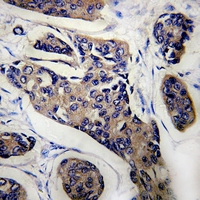 19 - Anti-NCOA4 Antibody AP60070