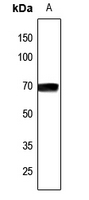 1 - Anti-NCOA4 Antibody AP60070