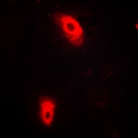 3 - Anti-CD137L Antibody AP60071