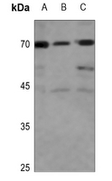 1 - Anti-CD137L Antibody AP60071