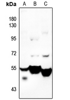 1 - Anti-CDKL2 Antibody AP60073