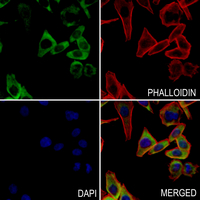 3 - Anti-GDF15 Antibody AP60075